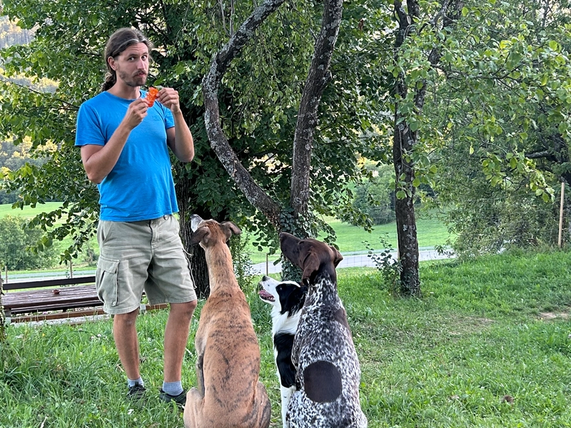 Šolani psi v akciji (placeholder)